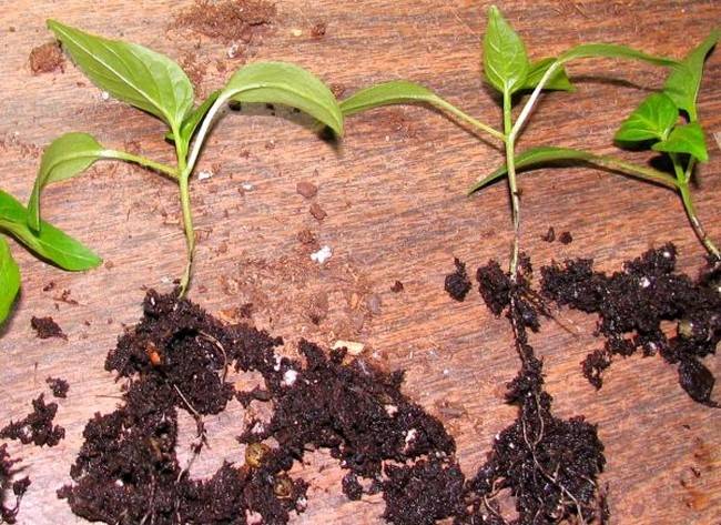 Заболевание рассады черной ножкой, или гниль корневой шейки сеянцев: как спасти рассаду