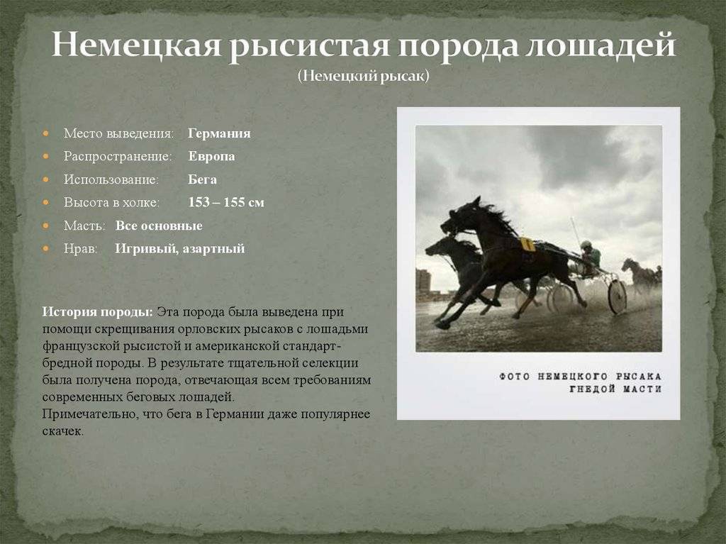 Лошади породы орловский рысак: описание и фото