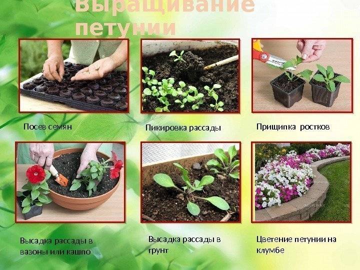 ᐉ цветок петуния: выращивание из семян, фото, посадка и уход, что после цветения - roza-zanoza.ru