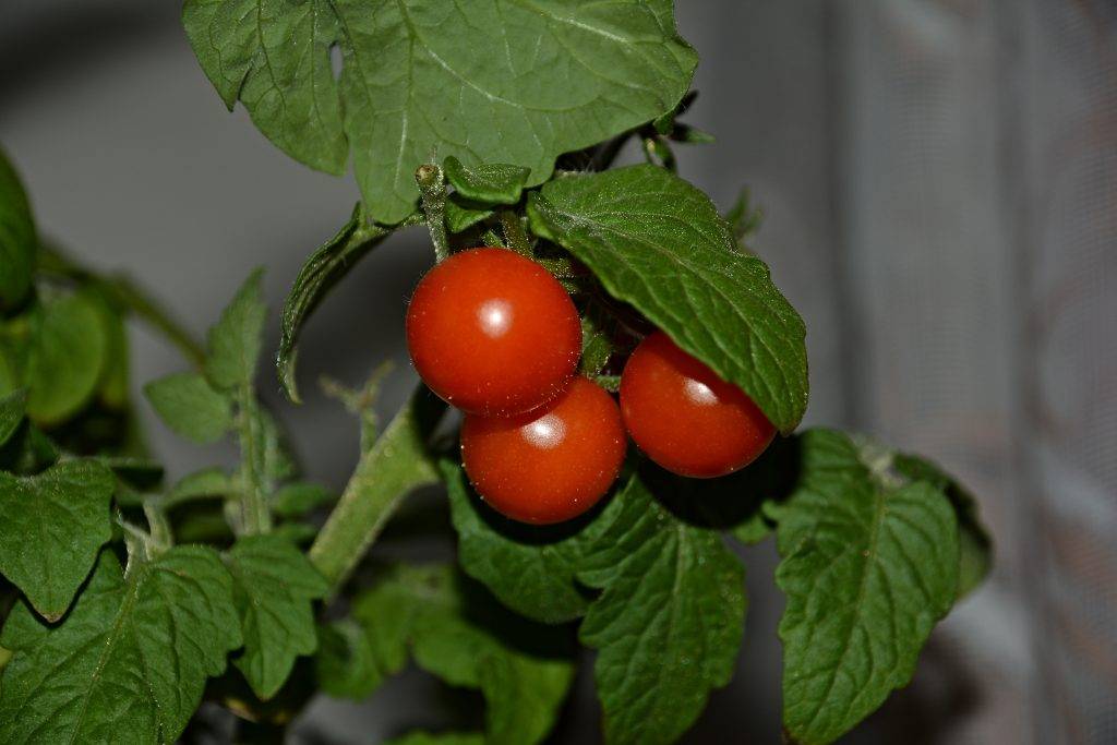 Описание сорта помидора чили верде, особенности выращивания и ухода