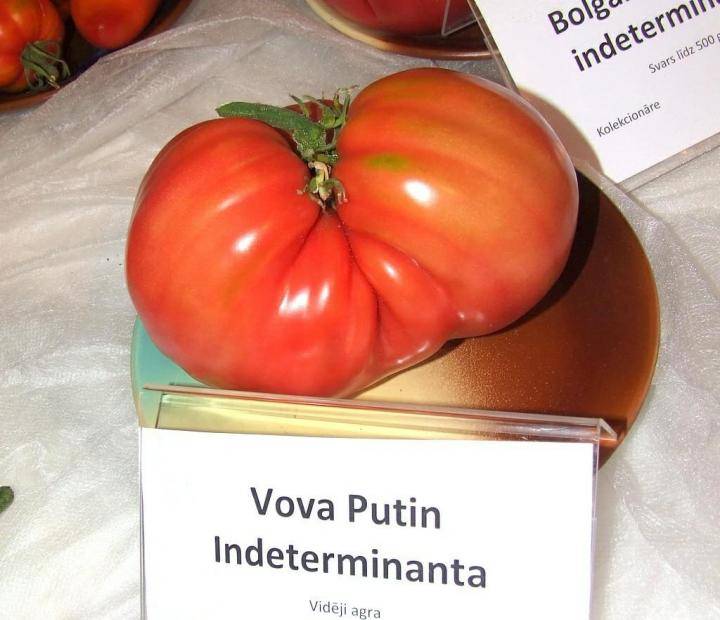 Томат вова путин: характеристика и описание сорта, отзывы, фото