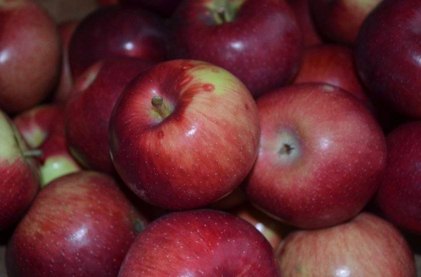 Описание сорта яблони рудольф: фото яблок, важные характеристики, урожайность с дерева