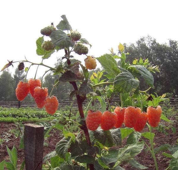 Сорт малины оранжевое чудо – как вырастить необычные ягоды?