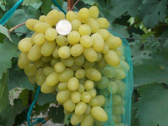 Виноград гелиодор: описание сорта, фото, отзывы, характеристики и особенности выращивания