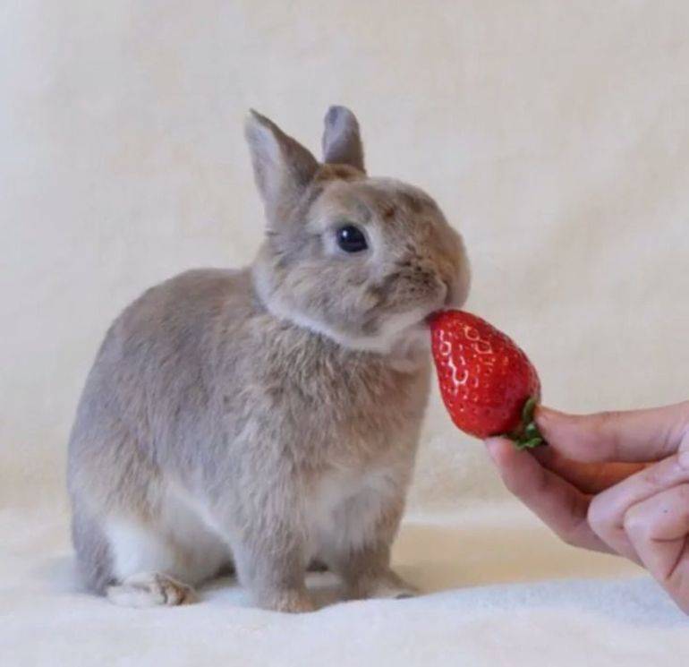 Кроликам можно клубнику. Зайчик ест. Заяц с клубникой.