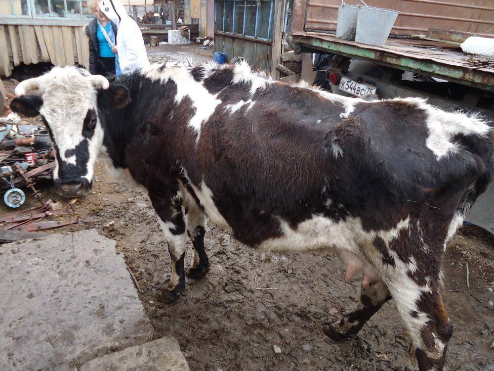 Какие установлены правила выпаса скота и какова ответственность за их нарушение?