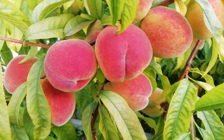 Правила выбора сорта персика и нектарина для подмосковья