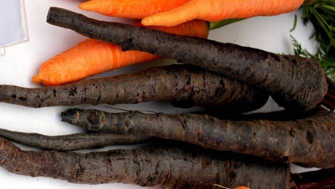 Черная морковь: что это такое, описание сортов с фото, правила выращивания и ухода