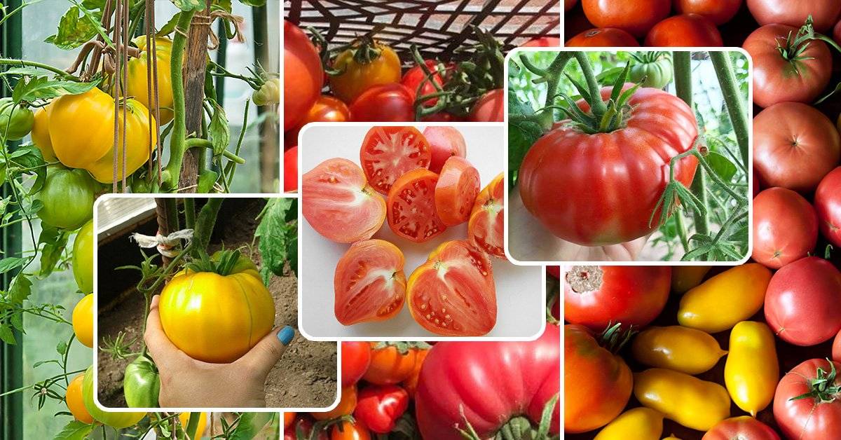 Томат пародист: отзывы и фото готового урожая, плюсы и минусы сорта, советы по выращиванию от дачников со стажем об урожайности томатов