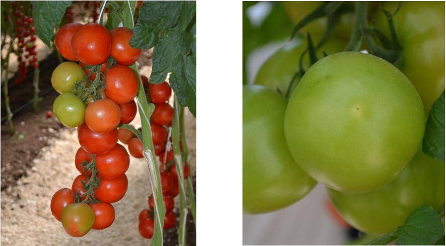 Небывалый урожай и сказочный вкус — томат алые паруса f1: характеристики и описание сорта