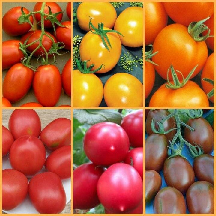 Описание крупноплодного, раннеспелого томата стрега и особенности выращивания