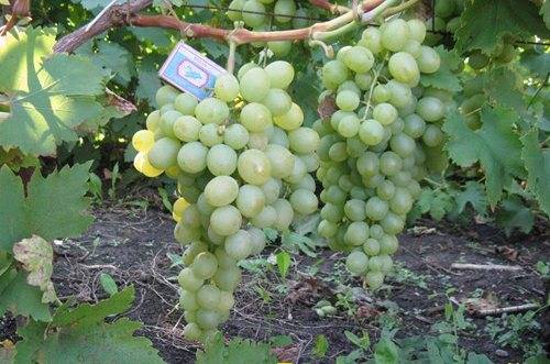 Виноград “рубиновый юбилей”: описание сорта, фото, отзывы