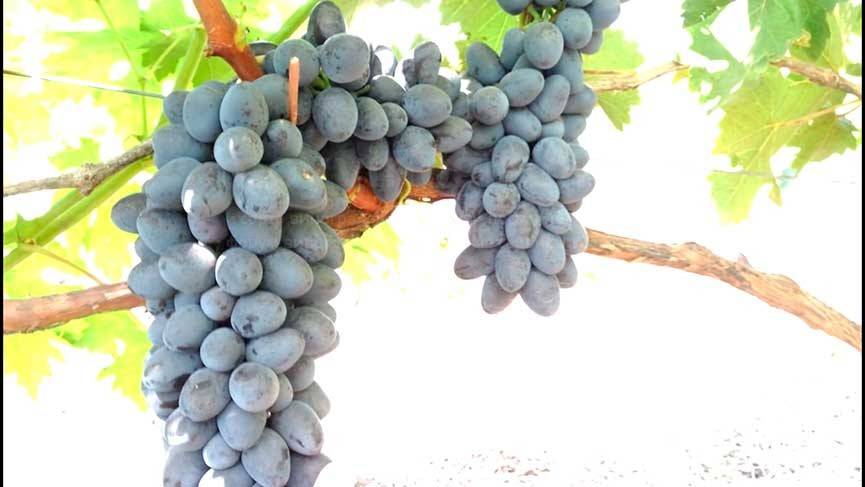 Виноград "чарли": описание сорта, фото, отзывы