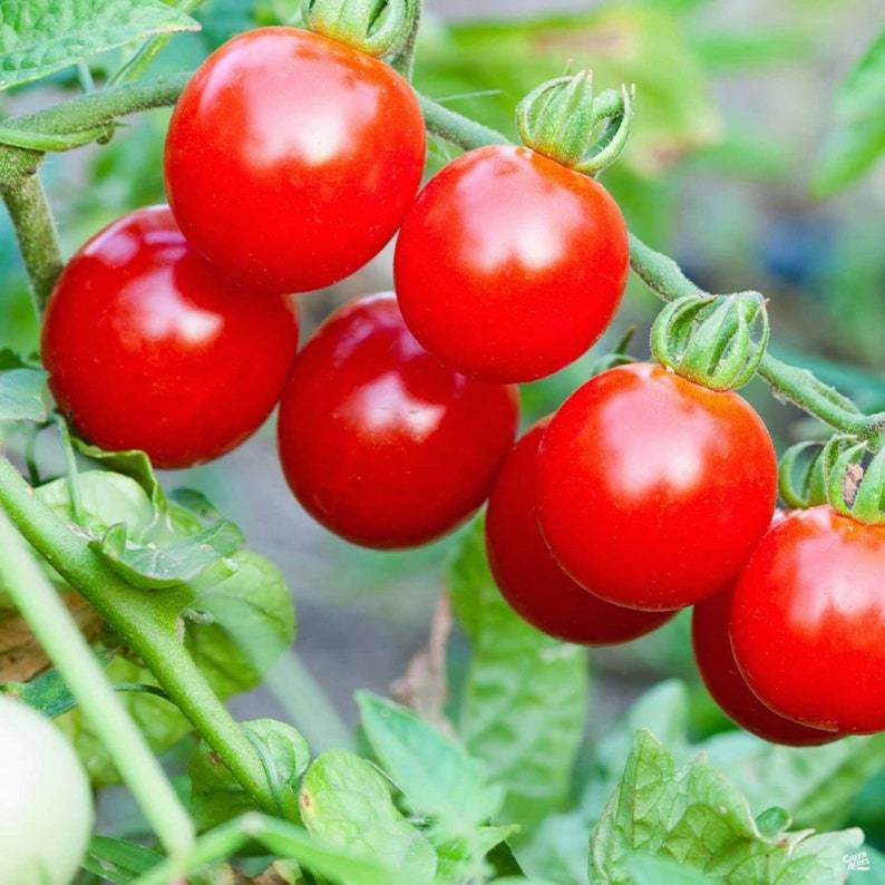 Томат зимняя вишня: характеристика и описание сорта с фото - o tomate