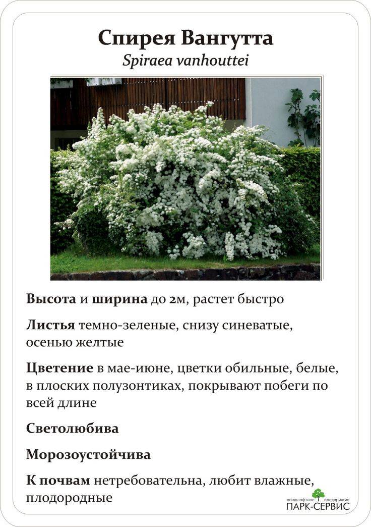 Спирея: виды и сорта, фото и описание, посадка и уход - sadovnikam.ru