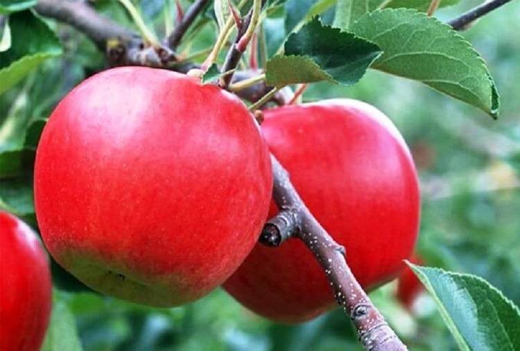 Подробное описание и основные характеристики сорта яблони мартовское