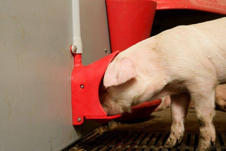 Как сделать кормушку для свиней? инструкция и способы