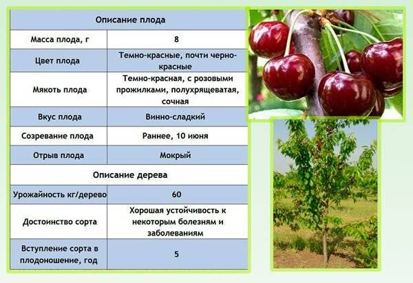 Описание и характеристики черешни Валерий Чкалов, выращивание и уход