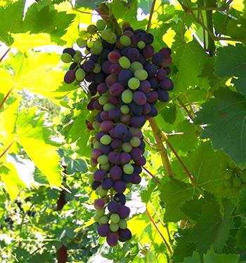 Описания, правила выращивания и отзывы о сорте винограда аттика