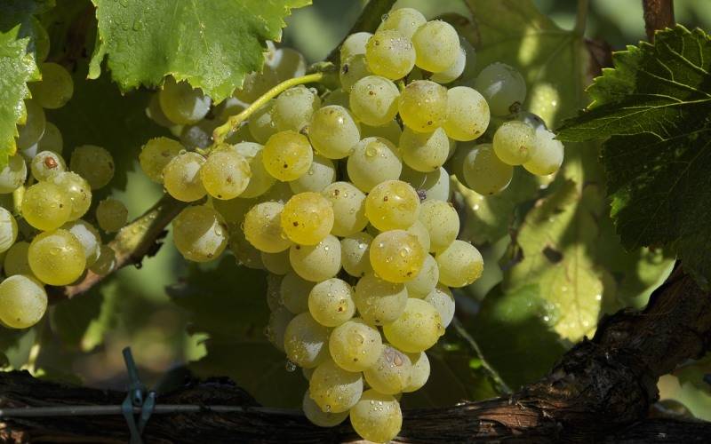 Виноградный сорт гренаш: разновидности и использование в виноделии