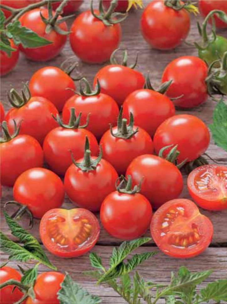 Томат дуся красная: фото полученного урожая, отзывы и советы по его выращиванию, характеристика и описание сорта