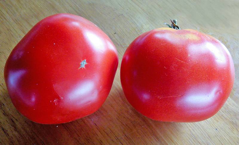 Как выращивать томат «бугай красный»