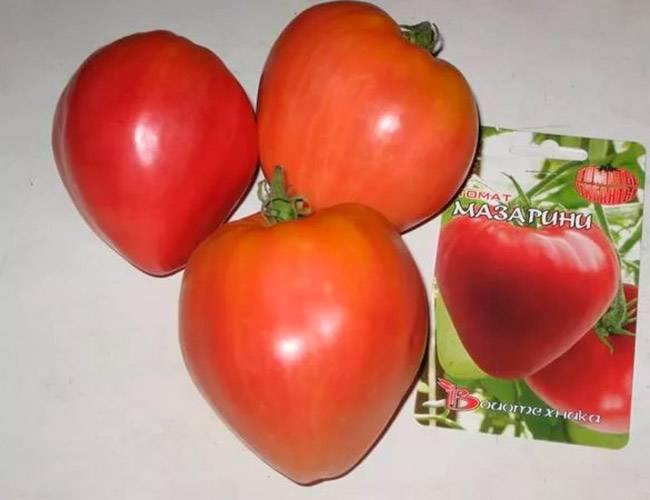 Томат мазарини: характеристики и описание сорта. томат мазарини: отзывы, фото, урожайность, секреты выращивания