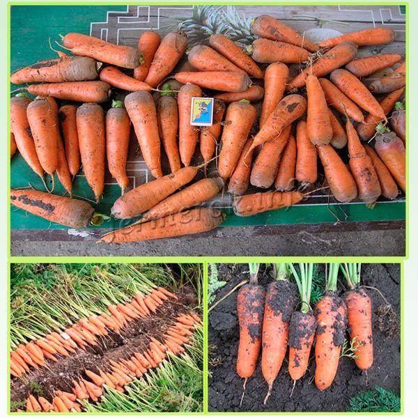 Морковь абако: описание и характеристика