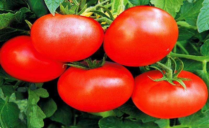 Лучшие сорта томатов для беларуси отзывы