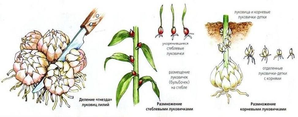 Как размножаются тюльпаны разных сортов — способы