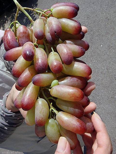 Виноград "маникюр фингер": описание сорта, фото, характеристики, выращивание