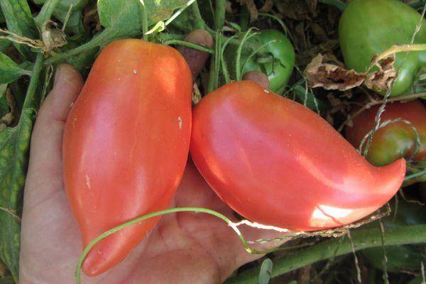 Итальянец для вашей грядки — томат кунео гигантская груша: описание сорта и характеристика