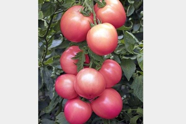 Тонкости выращивания, характеристика и описание томата малиновое чудо