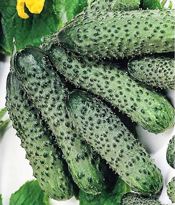 Огурцы маринда – описание сорта с фото, выращивание, отзывы о семенах и урожае
