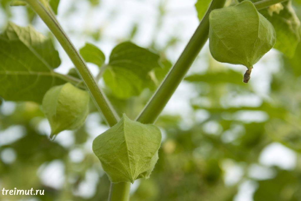 Физалис: выращивание, посадка и уход в открытом грунте