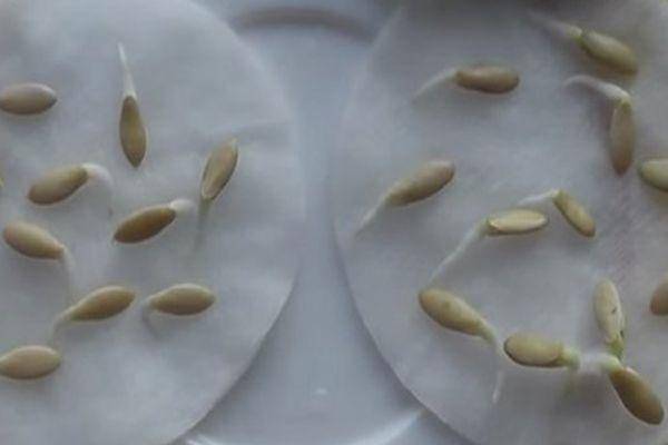Замачивание семян огурцов перед посадкой: как правильно и нужно ли