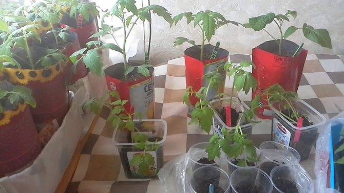 Метод терехиных по выращиванию томатов, жесткая пикировка, видео