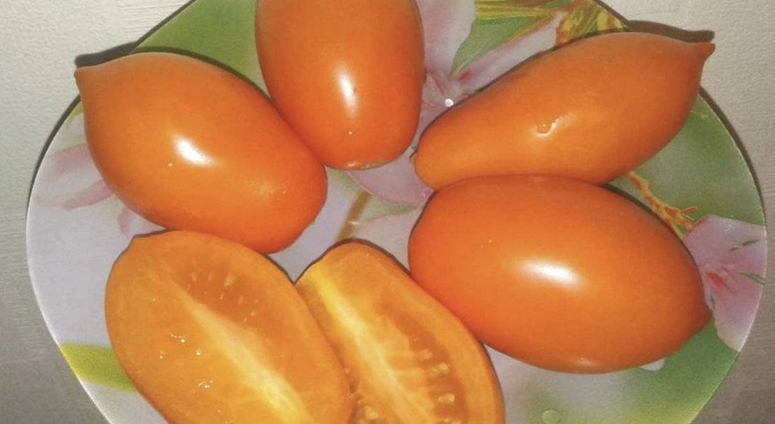 Томат золотая рыбка: характеристика и описание сорта помидоров, его агротехника, отзывы выращивающих и фото урожая
