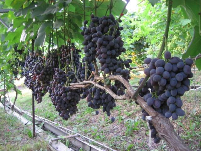 Описание сорта и особенности выращивания винограда «бажена»