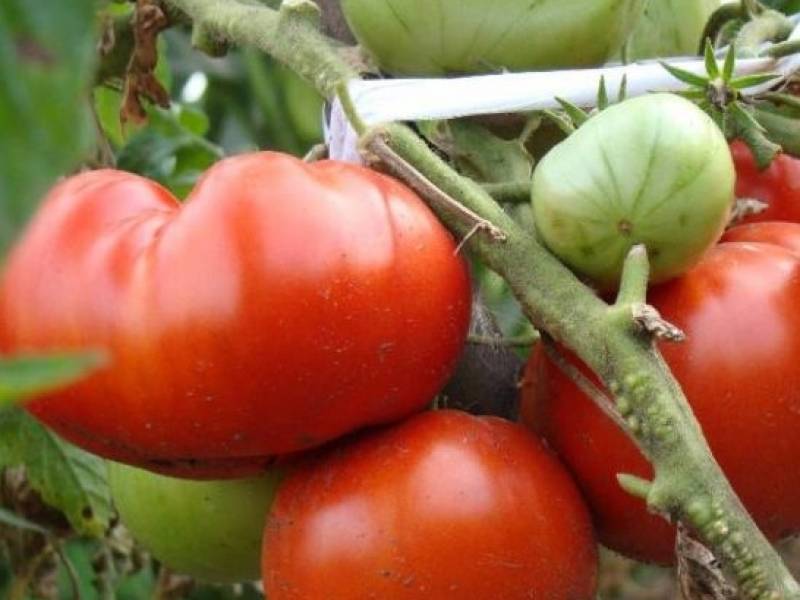 Описание высокорослого помидора толстой, отзывы и фото
