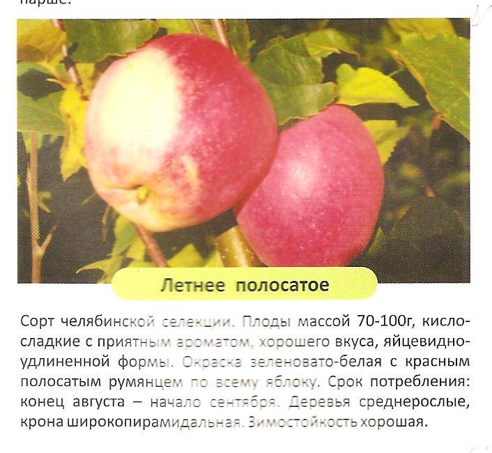 Сорт яблони жигулевское – описание, морозостойкость, урожайность, фото и отзывы