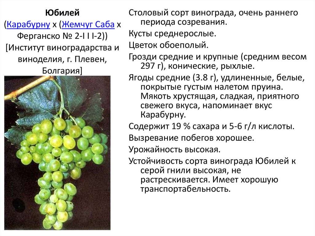 Описание сорта винограда Низина и его характеристики, достоинства и недостатки