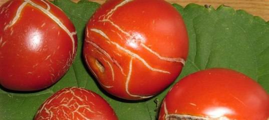 ​​что делать, если помидоры в теплице трескаются при созревании: полезные советы и причины проблемы