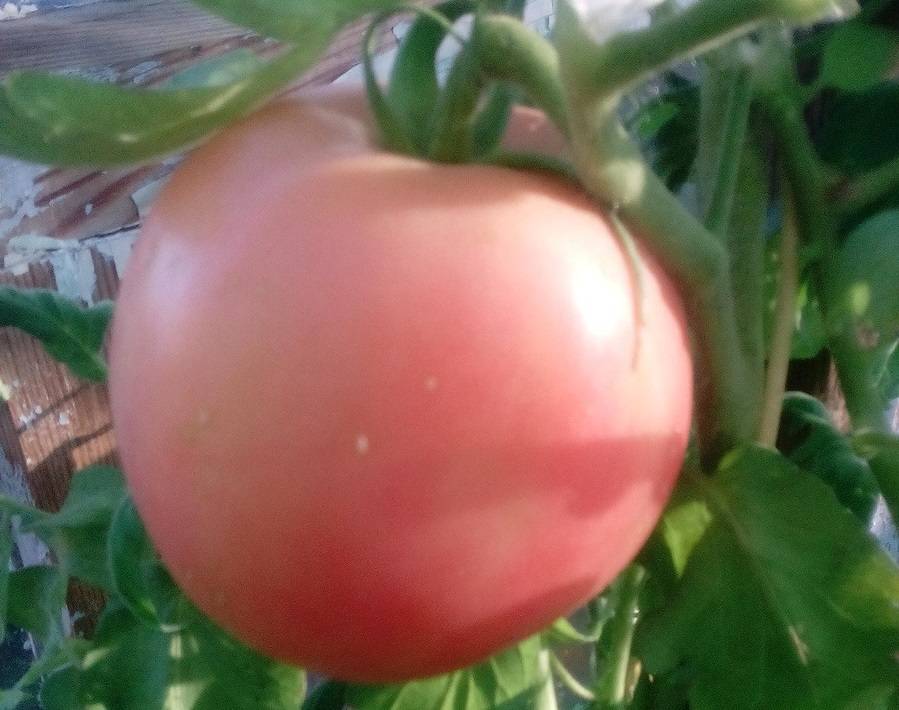 Томат яблочный липецкий: отзывы об урожайности, характеристика и описание сорта, фото