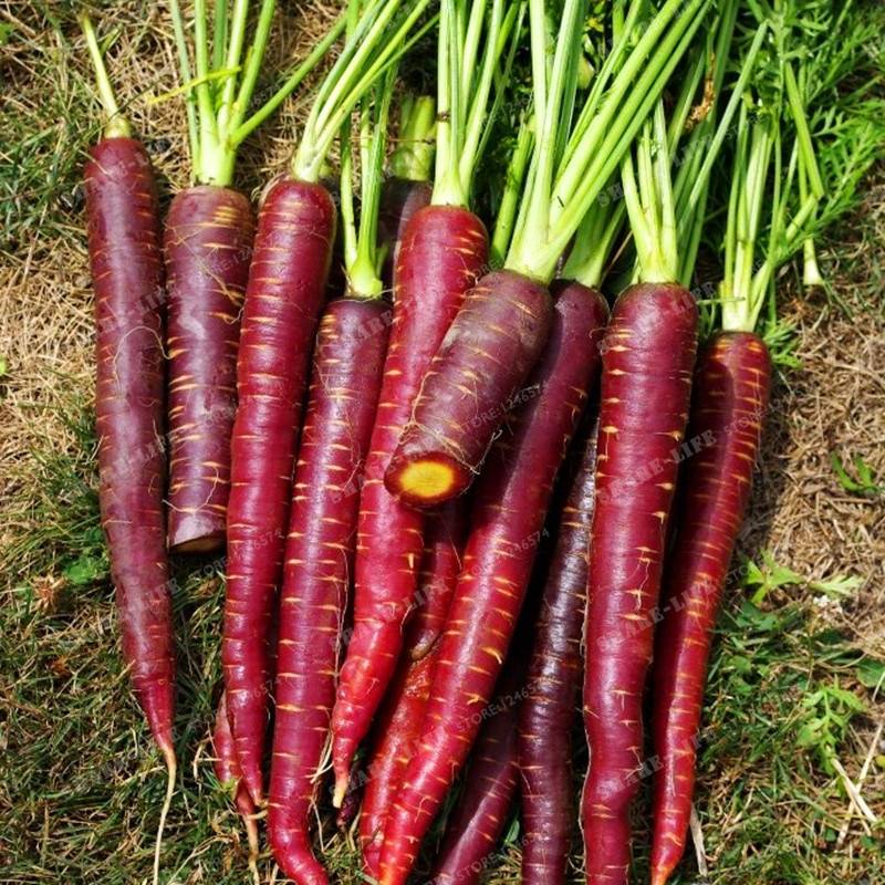 Черная морковь: что это такое, где растет и как выглядит на фото, а также состав мякоти и сока, сорта и агротехника выращивания