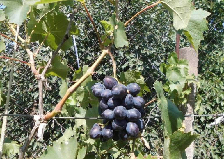 Краса никополя — сорт винограда