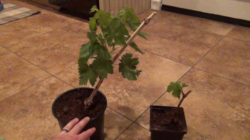 Выращивание винограда - уход, обрезка и размножение винограда своими руками (115 фото + видео)