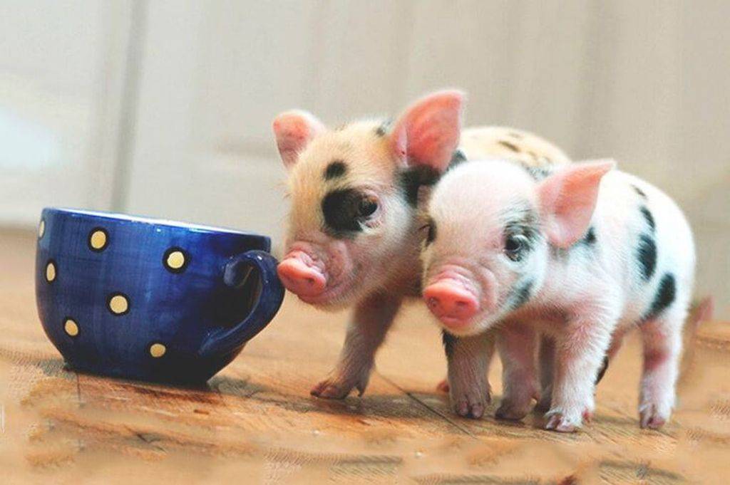 Карликовые свинки мини-пиги и их особенности