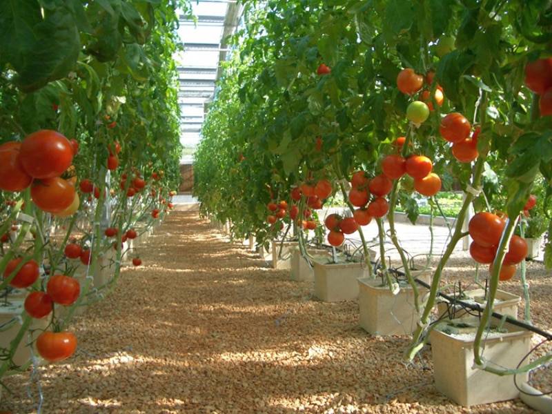Как вырастить томаты в теплице по голландской технологии | инфо сад