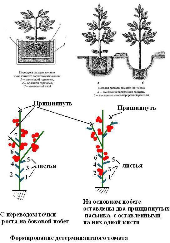 Как формировать индетерминантные помидоры: правильное пасынкование в 2 стебля, отличия от детерминантного куста в теплице и открытом грунте
